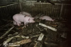 На Харківщині через атаку РФ спалахнула ферма: загинуло близько 60 свиней