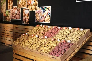 Україна – головний покупець картоплі із Польщі. Встановлено рекорд