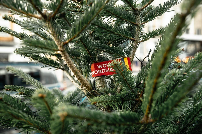 Скільки коштуватимуть новорічні ялинки у Києві: влада оприлюднила нові ціни