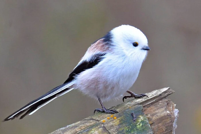 У Чорнобильській зоні помітили незвичайного птаха (фото)