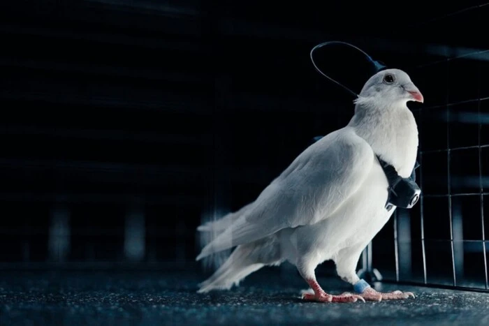 Росіяни перетворюють голубів на біодрони