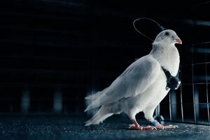 Російська компанія Neiry розробила 