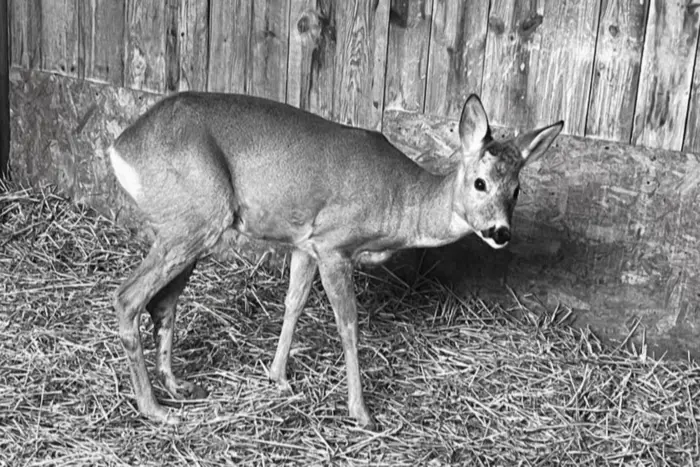 Під час обстрілу 25 листопада в притулку на Київщині загинула козуля