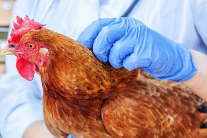 Гірший за Covid-19. Французькі вчені розповіли, чи готовий світ до пандемії пташиного грипу