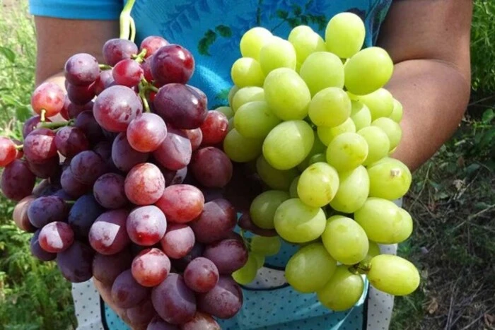 Зелений чи червоний: вчені визначили, який виноград найкорисніший