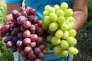 Зелений чи червоний: вчені визначили, який виноград найкорисніший