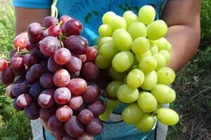 Виноград корисний для здоров'я 