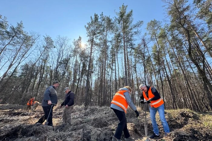 У столичних лісах висаджено понад двісті тисяч маленьких сосен та дубів (фото)