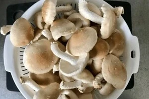 Пенсіонер в Японії отруївся грибами