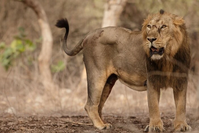 Азіатські леви з'їли двох дітей в Індії за три дні