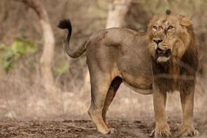 Азіатські леви з'їли двох дітей в Індії за три дні