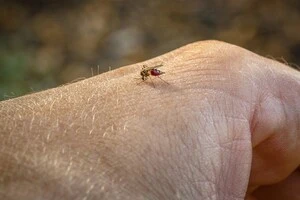 У Львові вперше зафіксовано випадок гарячки Денге