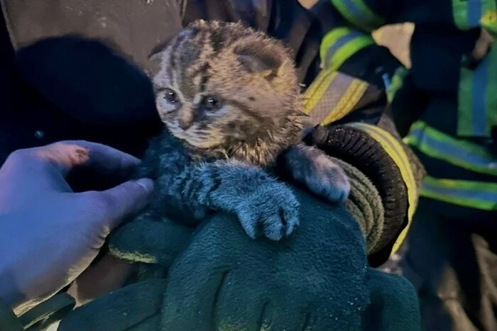 На Київщині рятувальники витягли з-під завалів кошеня 