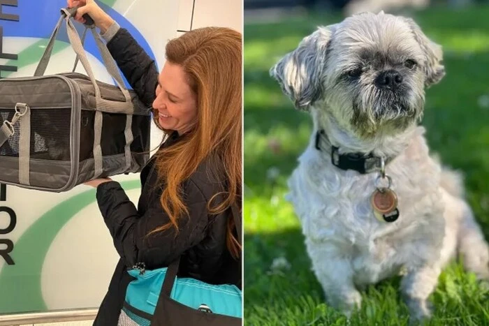 Американка клонувала собаку за $50 тис. і пояснила, чому пошкодувала про свій вчинок