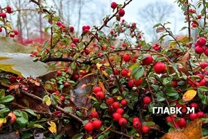 В Україні хмарно, місцями дощитиме: погода на 4 грудня