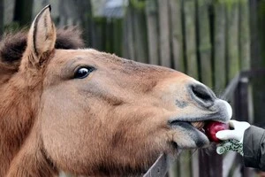 Цими вихідними відвідувачі зоопарку матимуть змогу поспостерігати за яблучними частуваннями альпак, зебр, оленів та інших парнокопитних