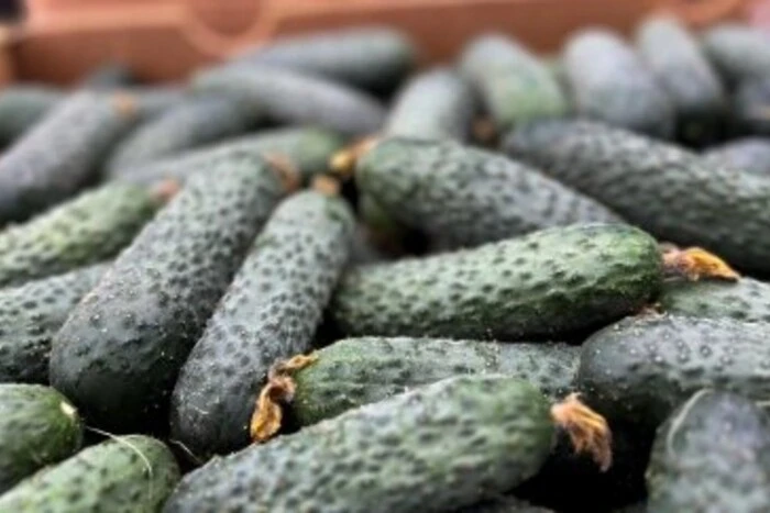 Ціни на огірки в Україні б’ють восьмирічний рекорд: у чому причина