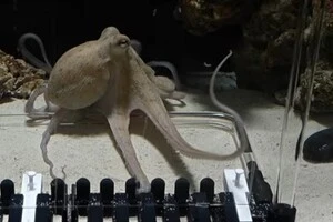 Восьминіг-піаніст Тако