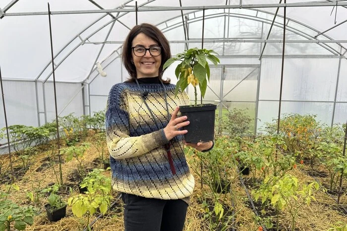 Жителька Кривого Рогу вирощує вдома найгостріші в світі перці