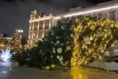 У Росії протягом кількох днів масово падають ялинки. Що сталося (фото)