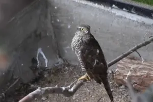 Ампутоване крило не дасть яструбу злетіти чи полювати, тож він мешкатиме у вольєрі під опікою людей