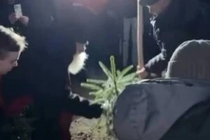 На могилі Степана Гіги посадили ялинку
