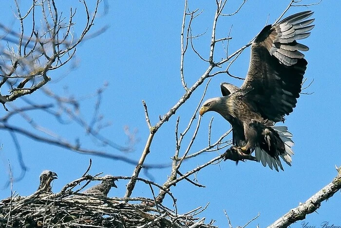У Чорнобилі знайдено 17-те гніздо найбільшого хижого птаха України (фото)