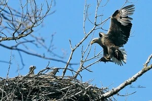 Орлан-білохвост є одним із найбільших представників хижих птахів Євразії – розмах крил досягає 2,5 м