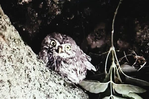 В Одеській області у фотопаску потрапив сич хатній