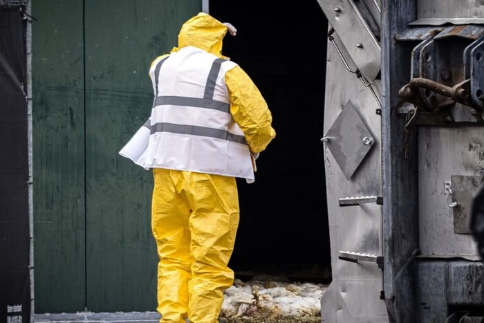 У Нідерландах епідемія пташиного грипу: знищено 100 тисяч курей