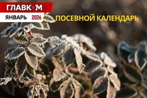 Посевной календарь на январь 2026 года: зимний уход за садом и огородом