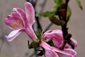 На півдні Одеської області квітнуть троянди та хрезантеми