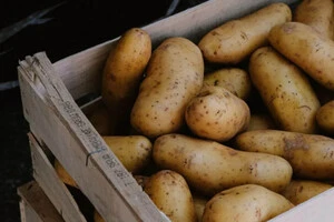 Незареєстровані господарства значно ускладнюють оцінку реального врожаю картоплі