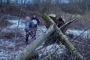 На Закарпатті дерево впало на восьмирічну дівчинку: дитина загинула