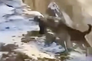 11-річний хлопець жорстоко повівся з домашнім собакою, розкручуючи його на повідку та скидаючи зі схилу