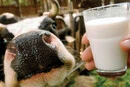 Молдова імпортувала понад дві третини молока з України у 2025 році