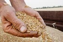 Стало відомо, скільки українського зерна Росія вивезла з окупованих територій