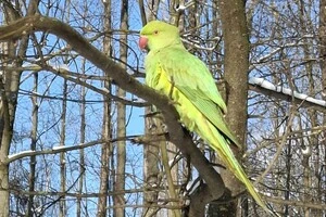 Папуга Крамера – рослиноїдний вид, харчується фруктами, горіхами, зеленими пагонами, листям дерев