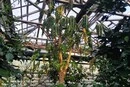 В оранжереях ботсаду Гришка замерзають тропічні рослини (фото)