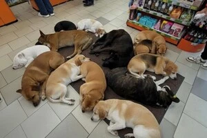Собаки гріються у приміщенні магазину «Аврора» 