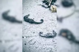 На узбережжі Одеси зафіксовано масовий мор чорноморських коників