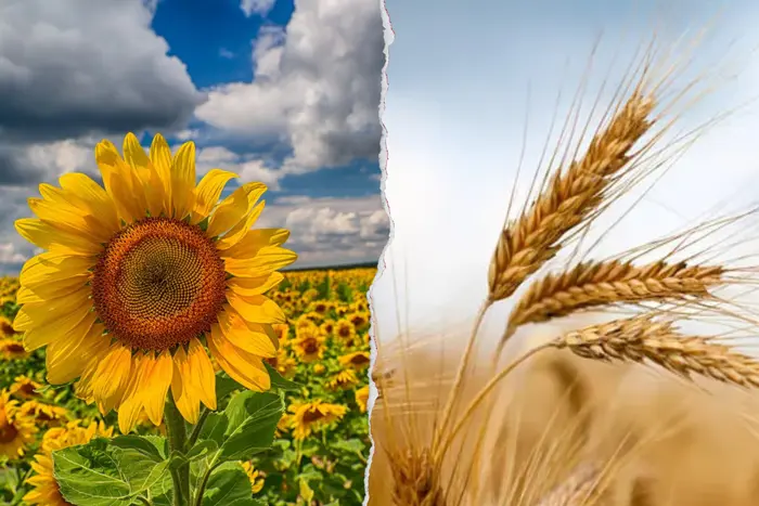 Росіяни можуть потирати руки? Дослідження показало, що відбувається із врожаєм на окупованих територіях