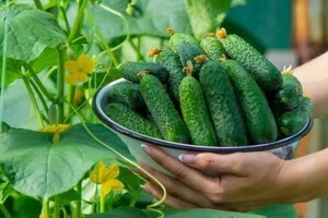 Нинішні ціни на тепличні огірки в середньому на 61% вищі, ніж наприкінці січня 2025 року