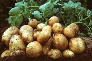 Україна почала завозити картоплю з Польщі та Єгипту