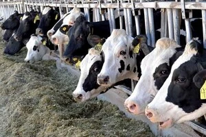 Ферми можуть призупинити роботу через падіння закупівельних цін