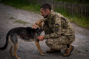 Фахівці зібрали дані про 763 собаки з дев’яти регіонів України