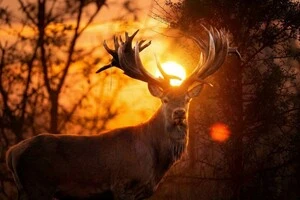 Знаменитий Руні, який офіційно визнаний найбільшим оленем в Україні за розмірами рогів