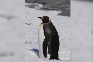 Поблизу станції «Академік Вернадський» помічено королівського пінгвіна