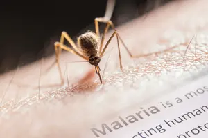 На Львівщині у двох жінок виявили тропічну малярію