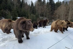 У «Синевирі» почали прокидатися бурі ведмеді